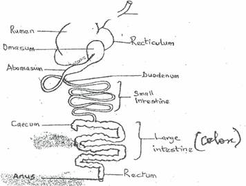 digestive system drawing