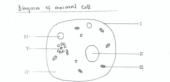 animalcell