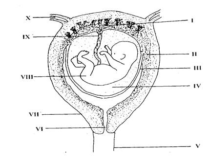 fetus diagram