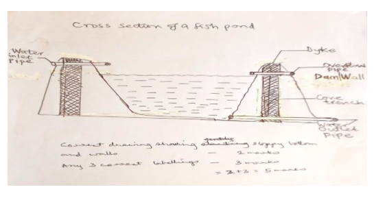 Cross section of a fish pond