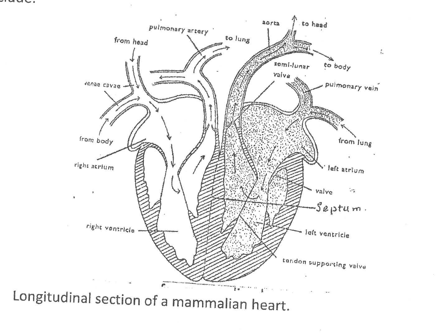 Heart dissection  BIOLOGY4ISC